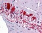 SSBP2 antibody - N-terminal region